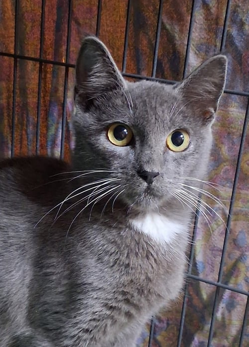BIG BEND - Domestic Short Hair available for adoption