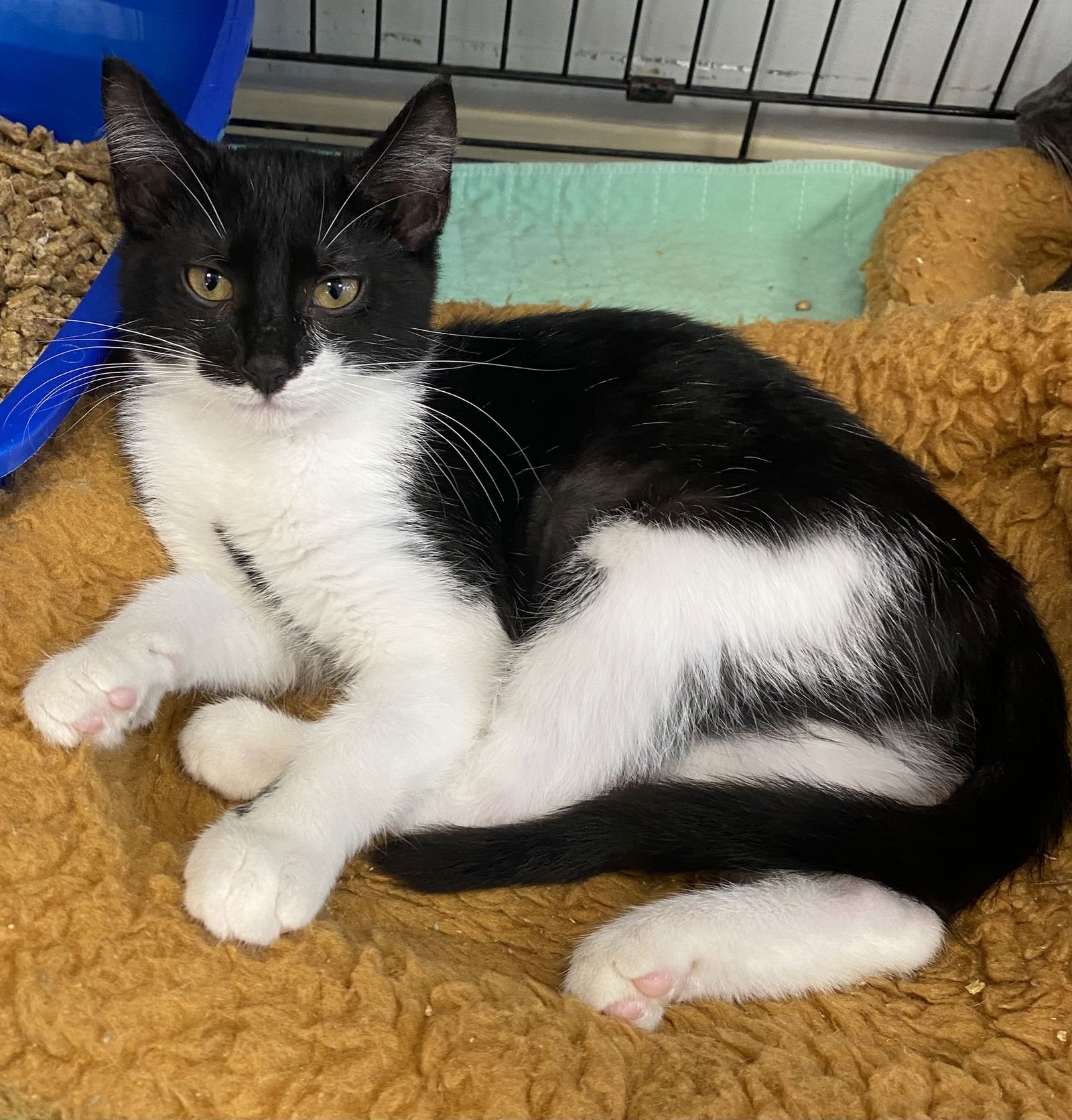 ILY - Domestic Short Hair available for adoption