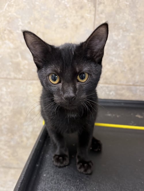 GOODBOI - Domestic Short Hair available for adoption