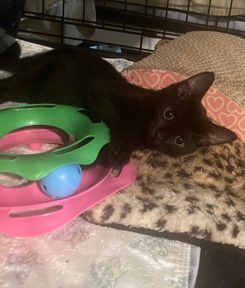 MAMBO NO. 5 - Domestic Short Hair available for adoption