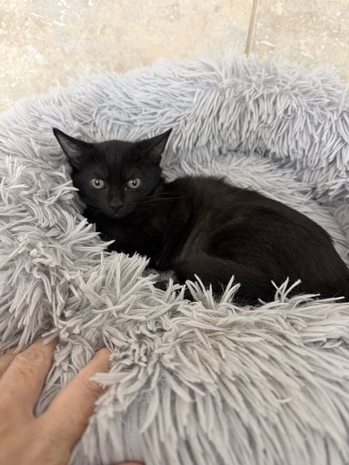 MAMBO NO. 5 - Domestic Short Hair available for adoption
