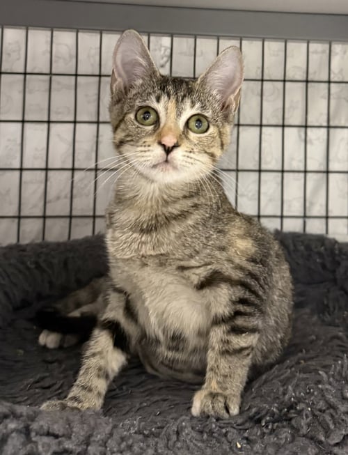 BURPEE - Domestic Short Hair available for adoption