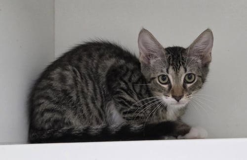 DELL - Domestic Short Hair available for adoption