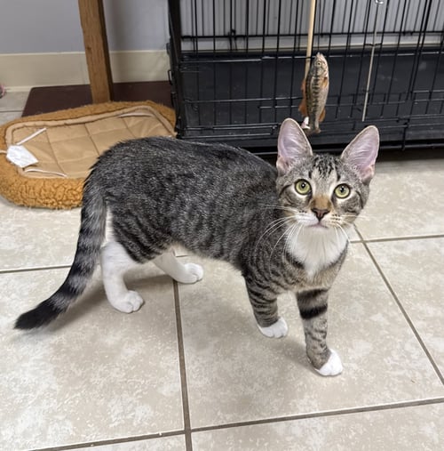 DELL - Domestic Short Hair for adoption in Palm Bay