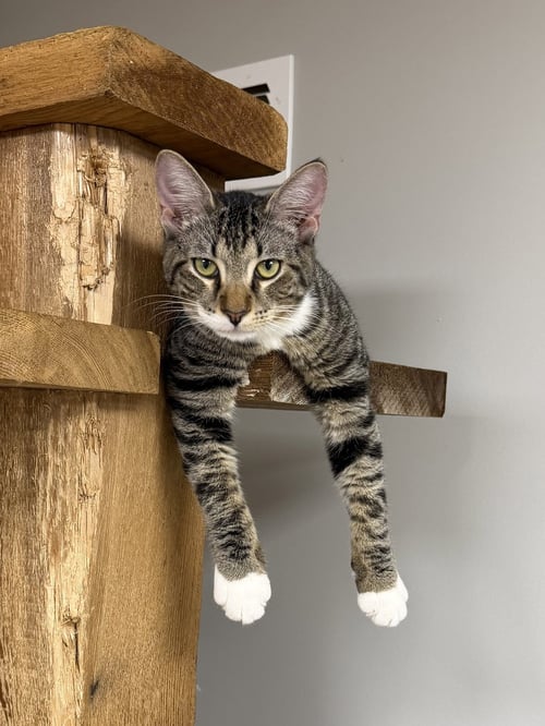 DELL - Domestic Short Hair available for adoption