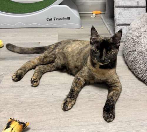 ELLIS - Domestic Short Hair available for adoption