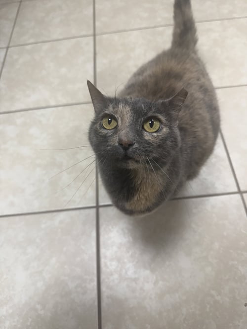 STICKERS - Domestic Short Hair available for adoption