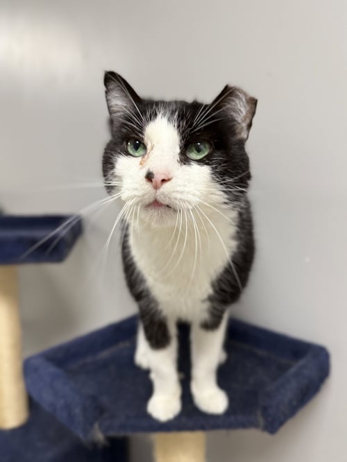 TOPPER KOW - Domestic Short Hair available for adoption