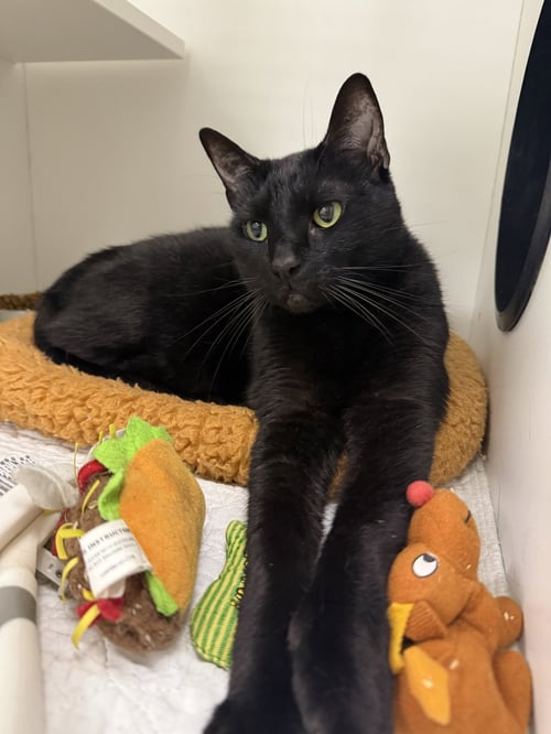 HEXAGON - Domestic Short Hair available for adoption