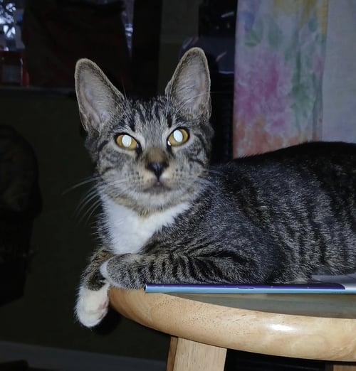 BAMACHIE - Domestic Short Hair available for adoption