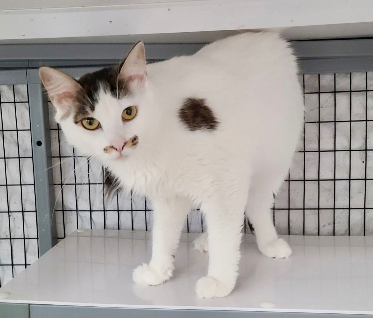 MARSHMALLOW D - Domestic Short Hair available for adoption