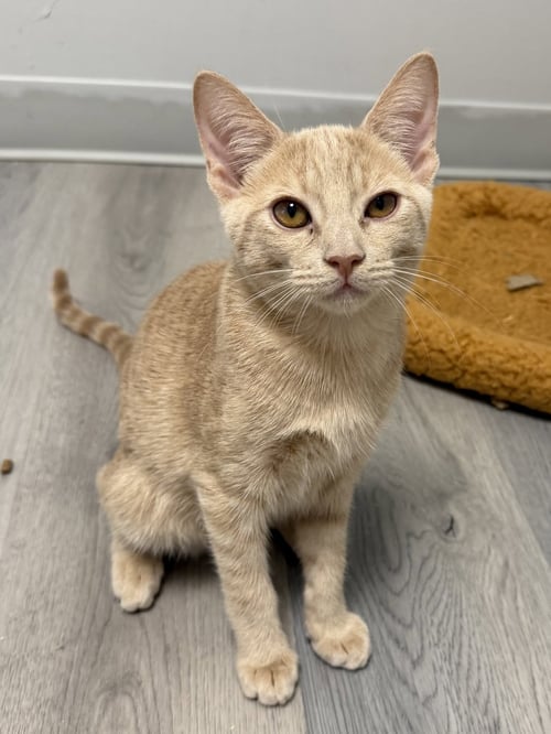 HOLBROOK - Domestic Short Hair available for adoption