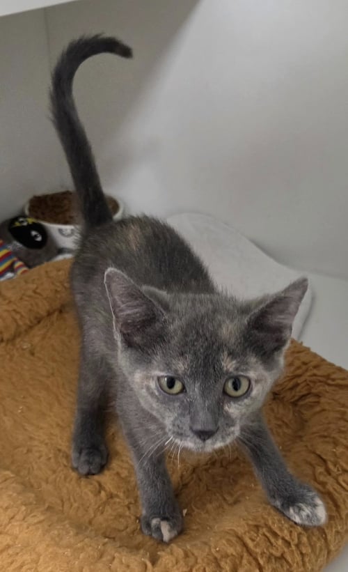 TOUCAN - Domestic Short Hair available for adoption