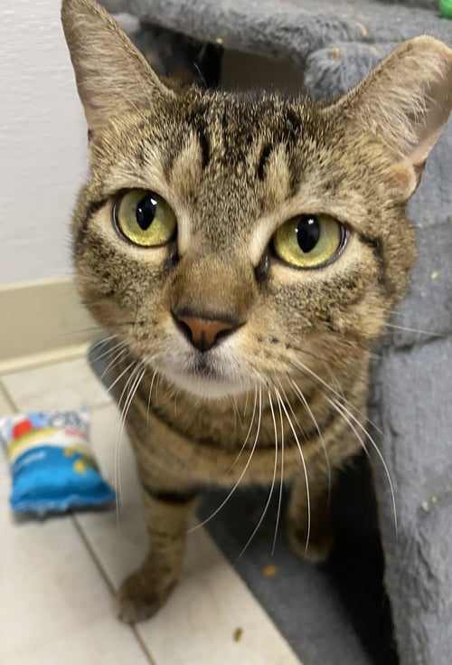 SUGHRA - Domestic Short Hair available for adoption
