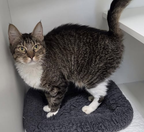 TIDE - Domestic Short Hair for adoption in Palm Bay