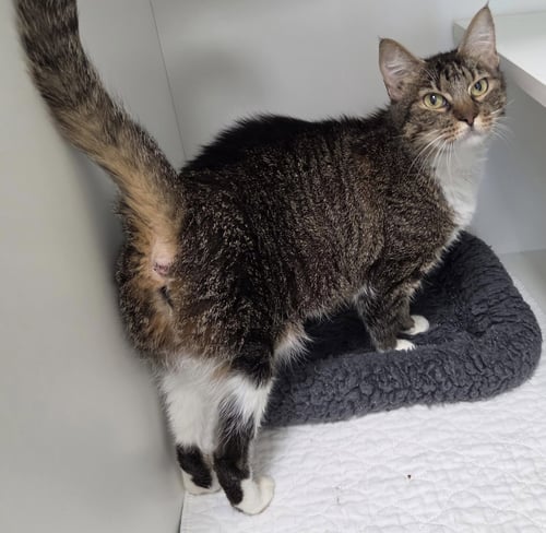 TIDE - Domestic Short Hair available for adoption