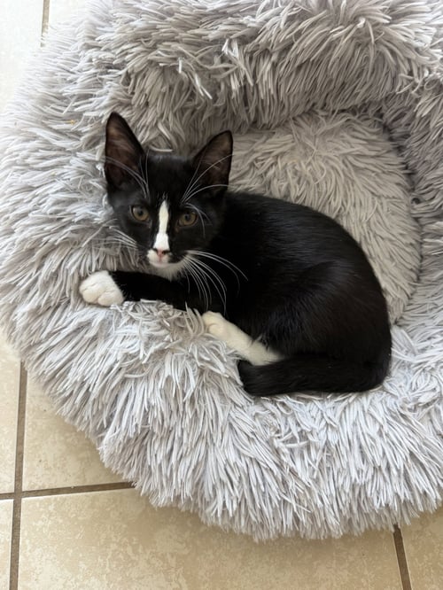 FUNDIP - Domestic Short Hair available for adoption