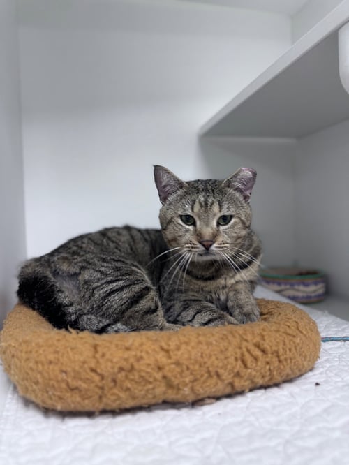HEATHCLIFF - Domestic Short Hair available for adoption