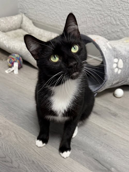 MOMA - Domestic Short Hair for adoption in Palm Bay