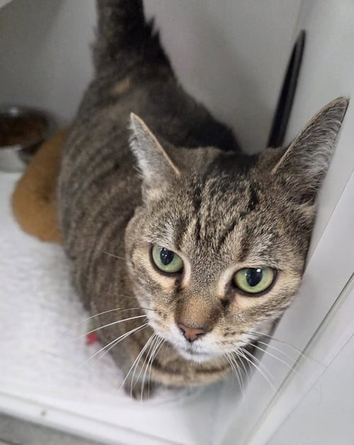 GOLDBERG - Domestic Short Hair available for adoption