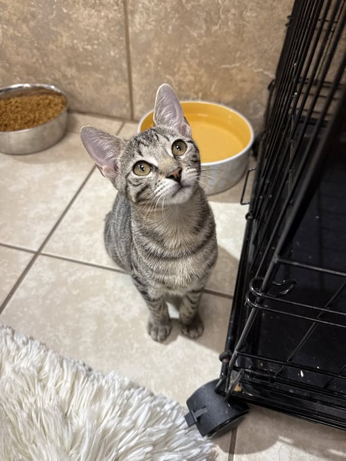 JELLYCAT - Domestic Short Hair available for adoption