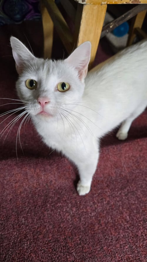 ALMOND MOM - Domestic Short Hair available for adoption