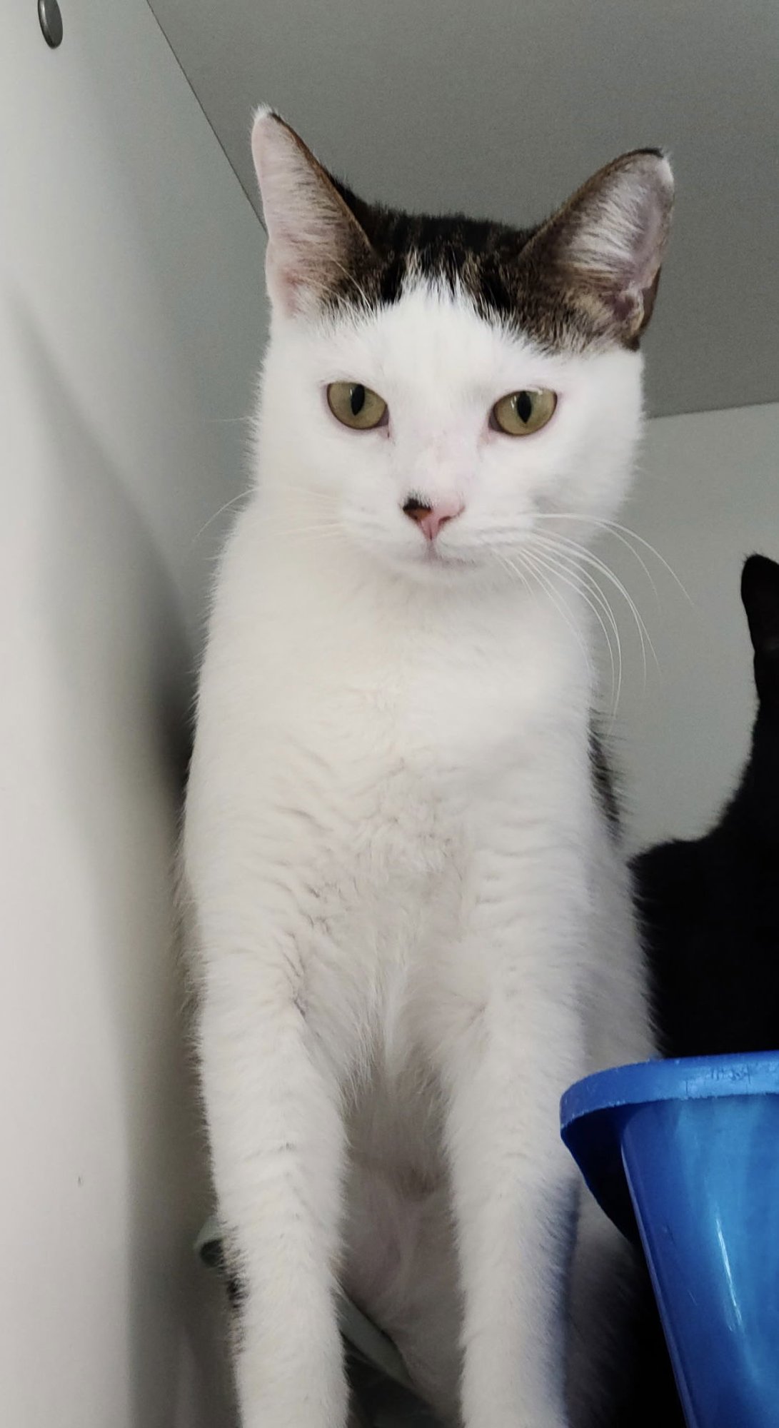 LYLE - Domestic Short Hair available for adoption