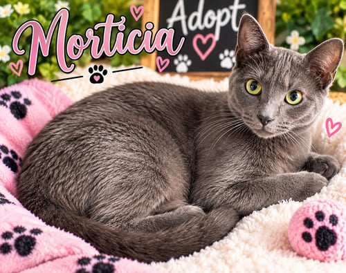 MORTICIA - Domestic Short Hair available for adoption