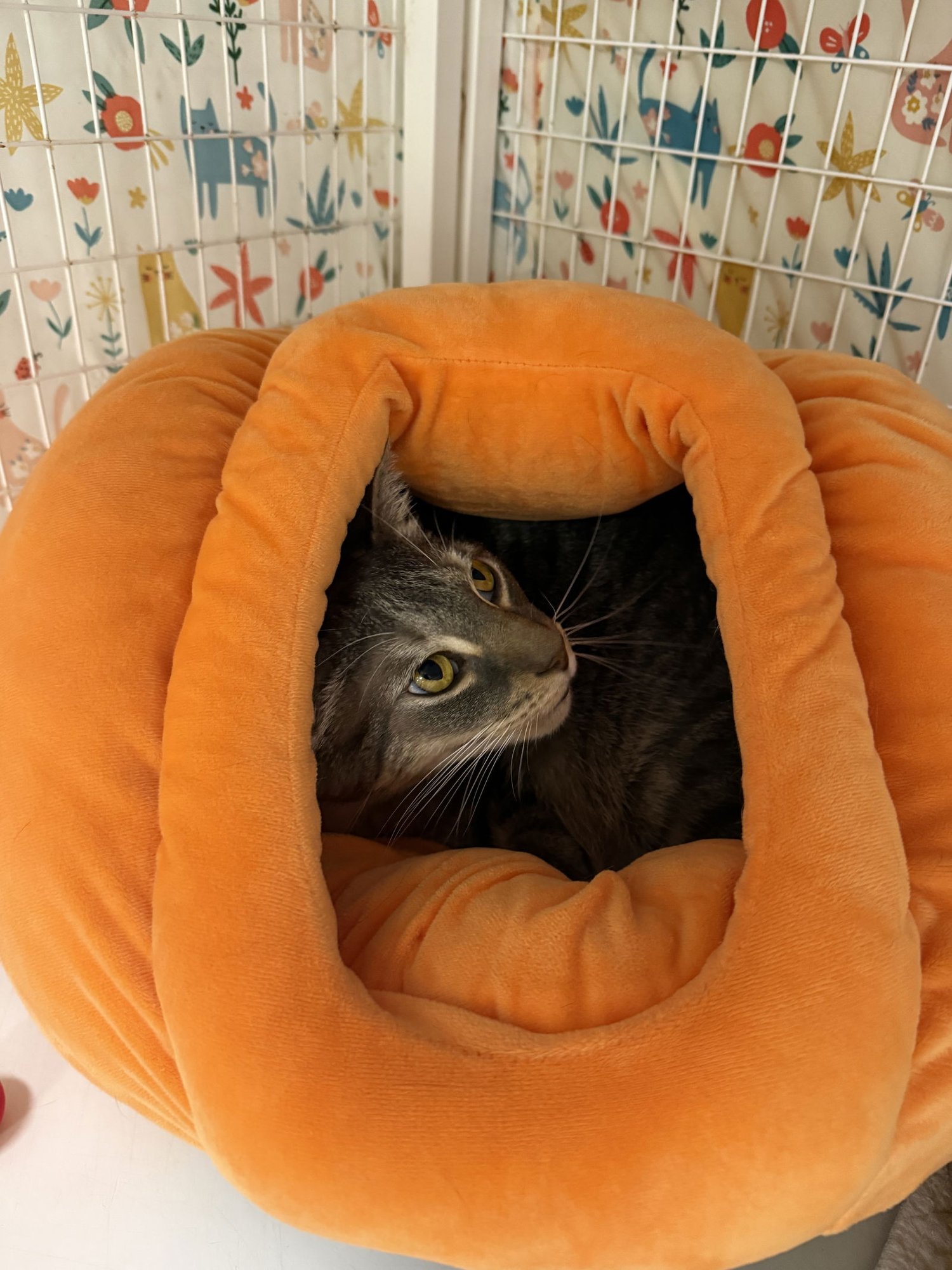 BUBBA SPARXX - Domestic Short Hair available for adoption