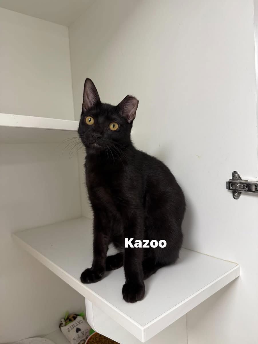 KAZOO - Domestic Short Hair available for adoption