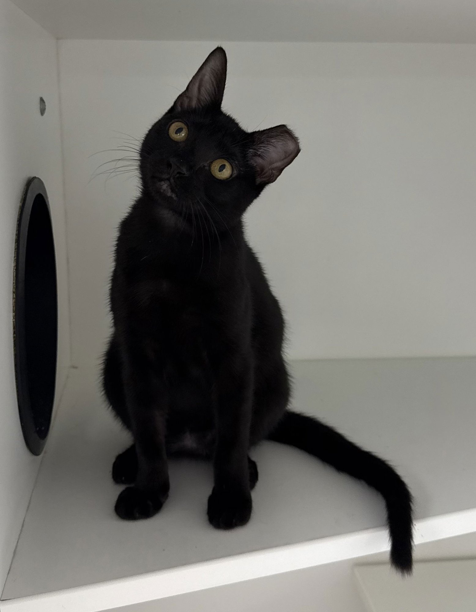 KAZOO - Domestic Short Hair available for adoption