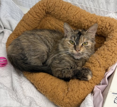 TWILIGHT MC - Domestic Short Hair available for adoption