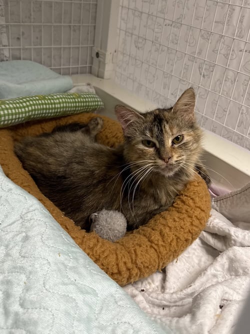 TWILIGHT MC - Domestic Short Hair available for adoption
