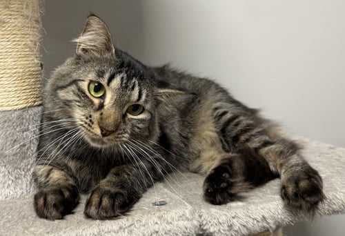 BANDCAMP - Domestic Medium Hair available for adoption