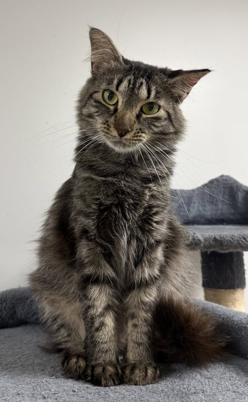 BANDCAMP - Domestic Medium Hair available for adoption