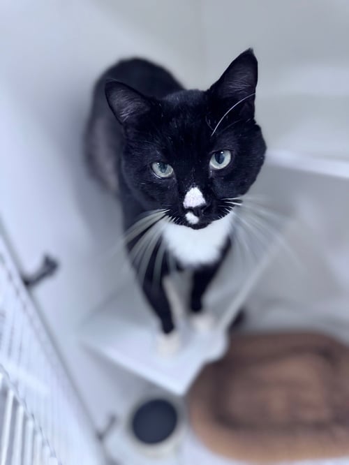 BLIMEY LIMEY - Domestic Short Hair available for adoption