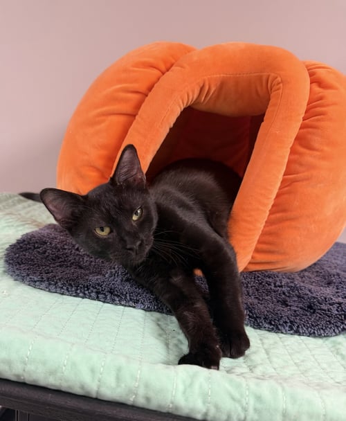 CAT EYE - Domestic Short Hair available for adoption
