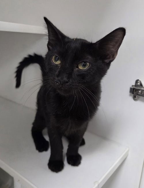 CAT EYE - Domestic Short Hair available for adoption