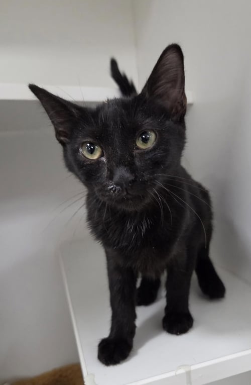 CAT EYE - Domestic Short Hair available for adoption