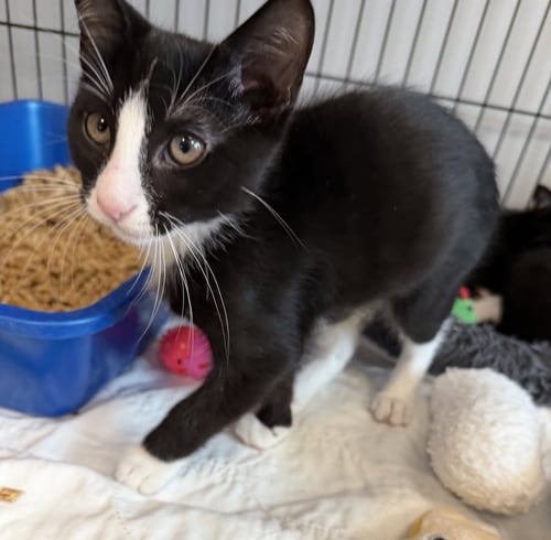 BUCKETBOY - Domestic Short Hair available for adoption