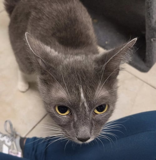 URSULA - Domestic Short Hair available for adoption
