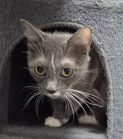 URSULA - Domestic Short Hair available for adoption