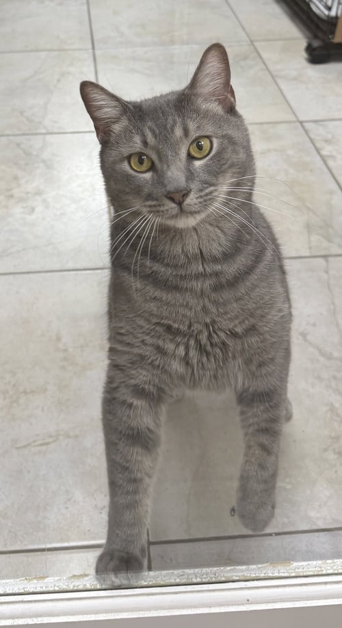 TERRANCE - Domestic Short Hair available for adoption