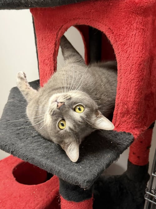 TERRANCE - Domestic Short Hair available for adoption