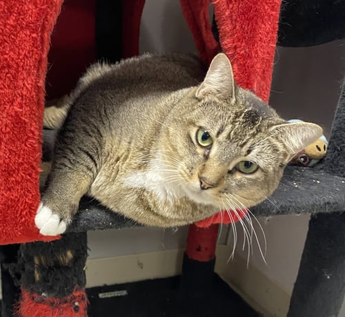 SANDCASTLE - Domestic Short Hair available for adoption