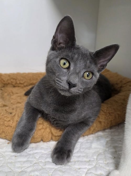 CABOODLE - Domestic Short Hair available for adoption