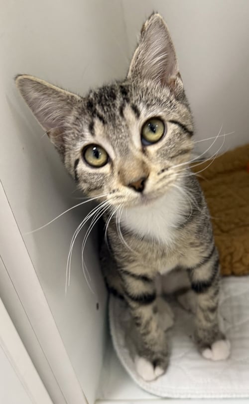 OHEN - Domestic Short Hair available for adoption
