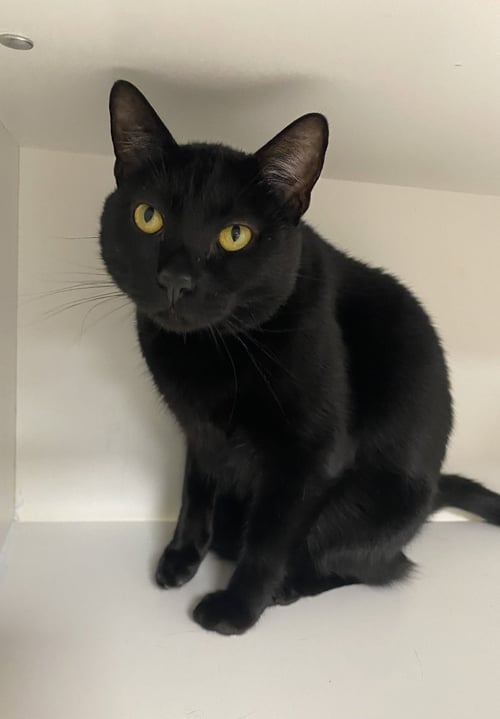 NIGEL - Domestic Short Hair available for adoption