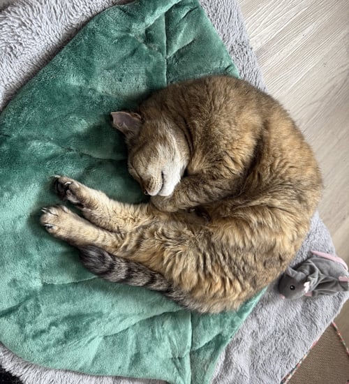GRAMS CC - Domestic Short Hair available for adoption