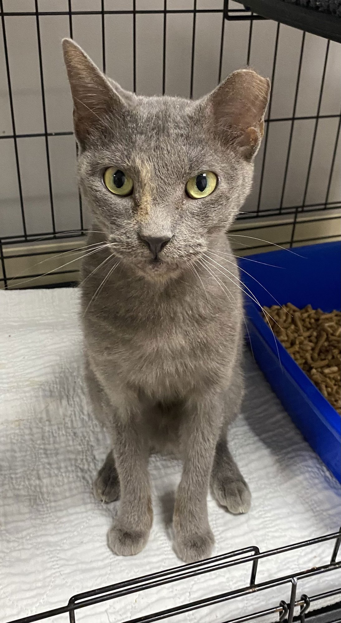 SPANIARD YO - Domestic Short Hair available for adoption